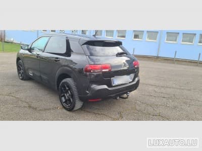 C4 Cactus